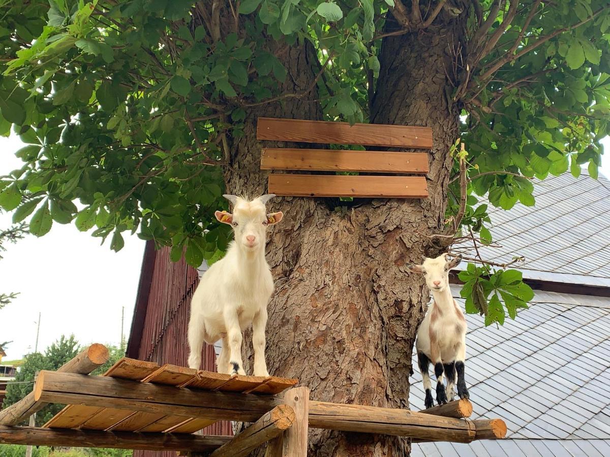 Naturhof Kluge Saupsdorf Luaran gambar